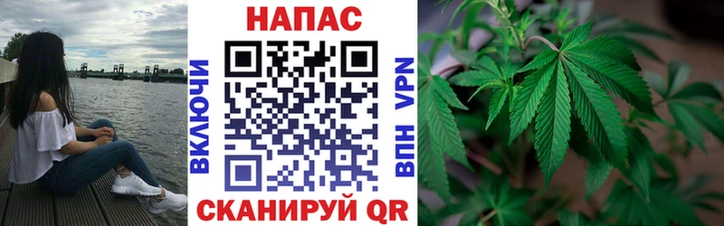 где купить   Отрадная  Конопля планчик 